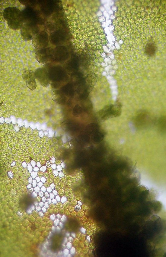 Usando le chiavi di Dryades... Syntrichia papillosa?